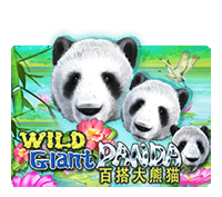 wild giant panda